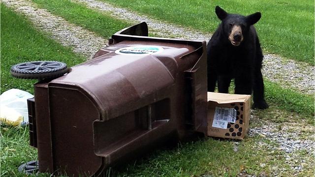 Bear with trash can