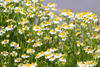 Crazie Daisy